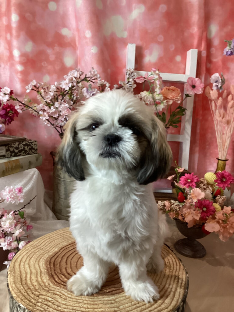 仙台ペット宿R with dogご宿泊わんちゃんのご紹介