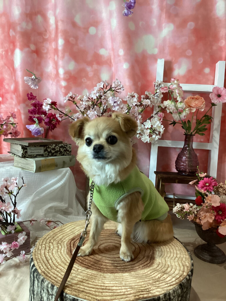 仙台ペット宿R with dogご宿泊わんちゃんのご紹介