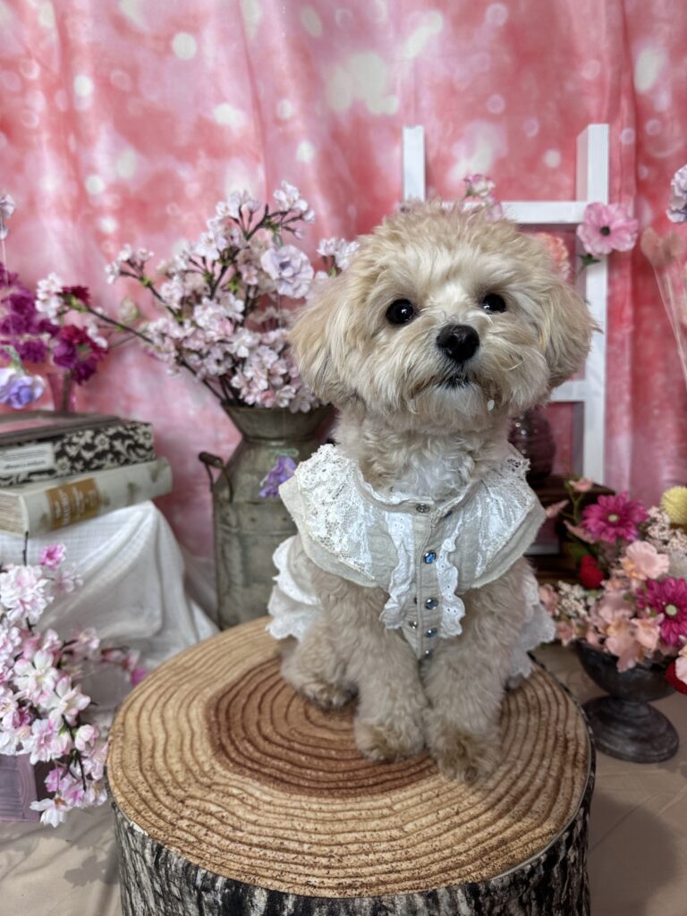 仙台ペット宿R with dogご宿泊頂きましたわんちゃんのご紹介