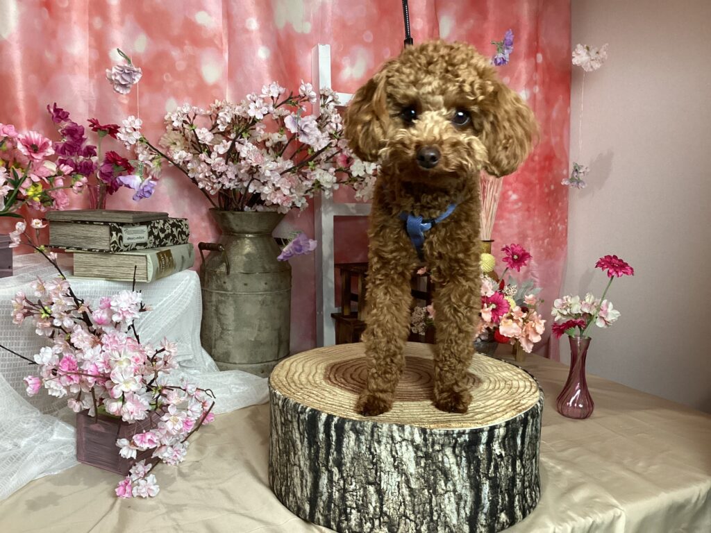 仙台ペット宿R with dogご宿泊わんちゃんのご紹介
