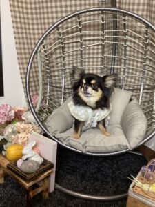 仙台ペット宿R with dogご宿泊わんちゃんのご紹介