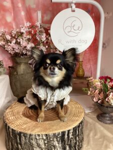 仙台ペット宿R with dogご宿泊わんちゃんのご紹介