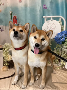 仙台ペット宿R with dogご宿泊わんちゃんのご紹介