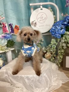 仙台ペット宿R with dogご宿泊頂きましたわんちゃんのご紹介