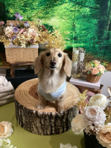 仙台ペット宿R with dogご宿泊わんちゃんのご紹介