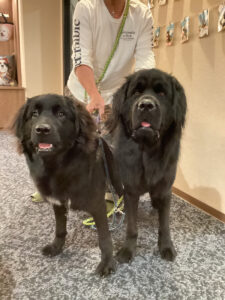 仙台ペット宿R with dogご宿泊わんちゃんのご紹介