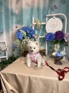 仙台ペット宿　R　with dog ご宿泊わんちゃんのご紹介
