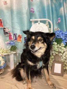 仙台ペット宿R with dogご宿泊頂きましたわんちゃんのご紹介