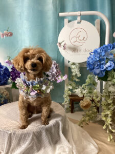 仙台ペット宿R with dogご宿泊わんちゃんのご紹介
