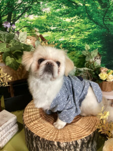 仙台ペット宿R with dogご宿泊わんちゃんのご紹介