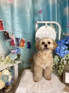 仙台ペット宿R with dogご宿泊頂きましたわんちゃんのご紹介