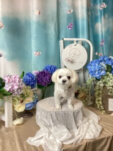 仙台ペット宿R with dogご宿泊頂きましたわんちゃんのご紹介