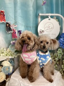 仙台ペット宿R with dogご宿泊頂きましたわんちゃんのご紹介