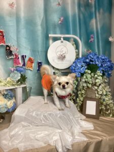 仙台ペット宿R with dogご宿泊頂きましたわんちゃんのご紹介