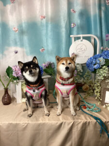 仙台ペット宿R whit dogご宿泊わんちゃんのご紹介