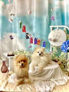 仙台ペット宿R with dogご宿泊頂きましたわんちゃんのご紹介