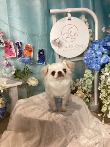仙台ペット宿R with dogご宿泊頂きましたわんちゃんのご紹介