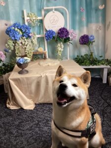 仙台ペット宿R with dogご宿泊頂きましたわんちゃんのご紹介
