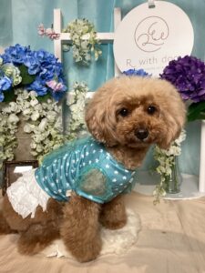 仙台ペット宿R with dogご宿泊頂きましたわんちゃんのご紹介