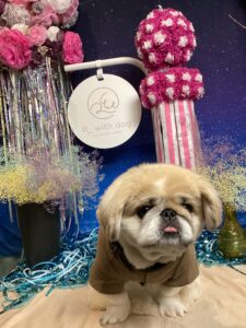 仙台ペット宿R with dogご宿泊わんちゃんのご紹介