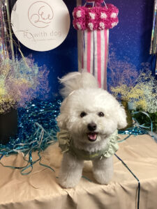 仙台ペット宿R with dogご宿泊わんちゃんのご紹介