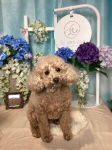 仙台ペット宿R with dogご宿泊頂きましたわんちゃんのご紹介