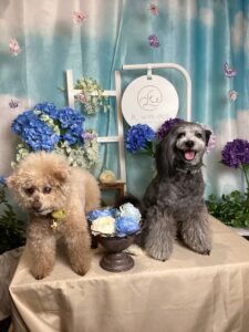 仙台ペット宿R with dogご宿泊わんちゃんのご紹介