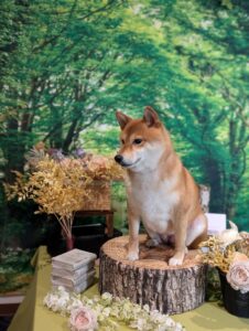 仙台ペット宿R with dogご宿泊頂きましたわんちゃんのご紹介