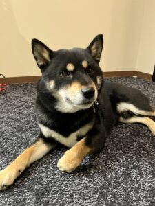 仙台ペット宿R with dogご宿泊頂きましたわんちゃんのご紹介