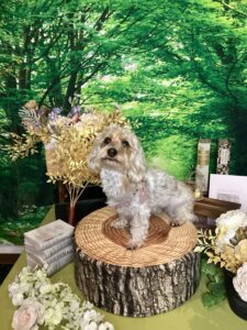 仙台ペット宿R with dogご宿泊頂きましたわんちゃんのご紹介
