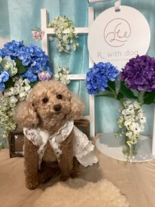仙台ペット宿R with dogご宿泊頂きましたわんちゃんのご紹介