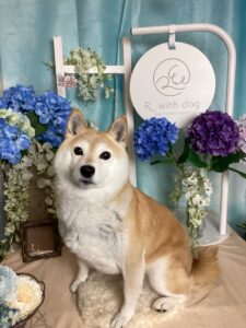 仙台ペット宿R with dogご宿泊頂きましたわんちゃんのご紹介
