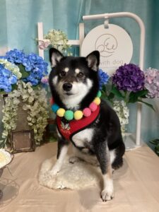 仙台ペット宿R with dogご宿泊頂きましたわんちゃんのご紹介