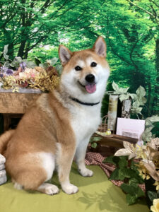 仙台ペット宿R with dogご宿泊わんちゃんのご紹介