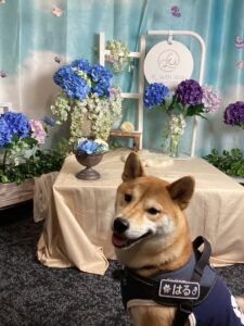仙台ペット宿R with dogご宿泊頂きましたわんちゃんのご紹介