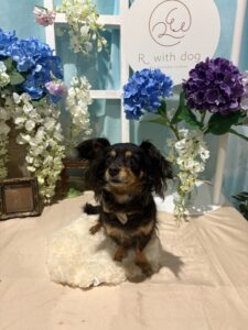 仙台ペット宿R with dogご宿泊頂きましたわんちゃんのご紹介