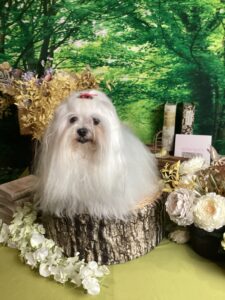 仙台ペット宿R with dogご宿泊頂きましたわんちゃんのご紹介