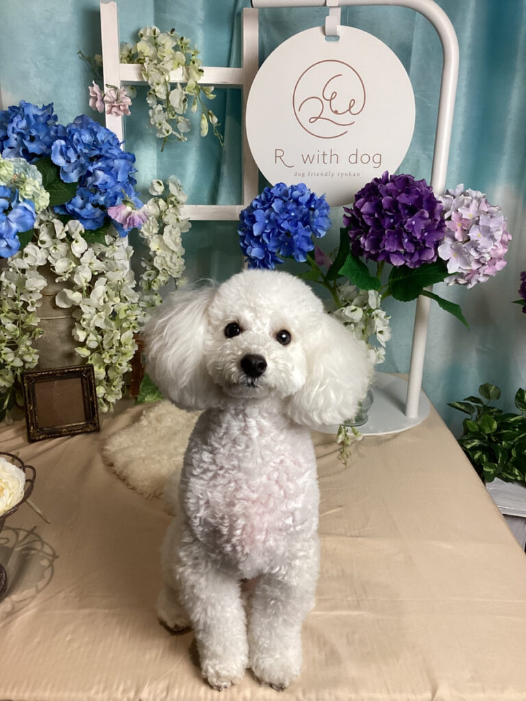 仙台ペット宿R with dogご宿泊わんちゃんのご紹介