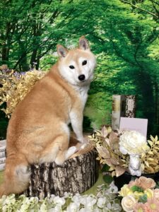 仙台ペット宿R with dogご宿泊頂きましたわんちゃんのご紹介