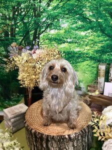 仙台ペット宿R with dogご宿泊頂きましたわんちゃんのご紹介