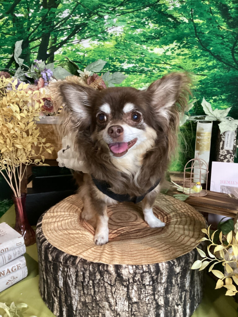 仙台ペット宿R with dogご宿泊頂きましたわんちゃんのご紹介
