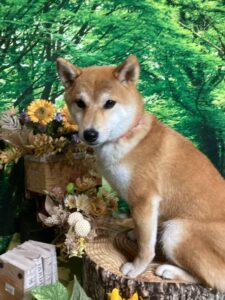 仙台ペット宿R with dogご宿泊わんちゃんのご紹介