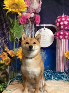 仙台ペット宿R with dogご宿泊頂きましたわんちゃんのご紹介