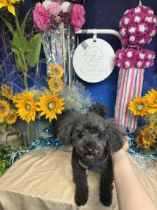 仙台ペット宿R with dogご宿泊わんちゃんのご紹介