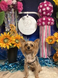 仙台ペット宿R with dogご宿泊頂きましたわんちゃんのご紹介