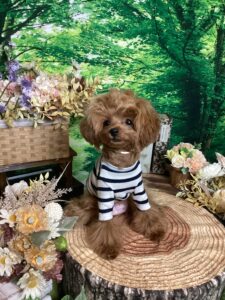 仙台7ペット宿R with dogご宿泊頂きましたわんちゃんのご紹介