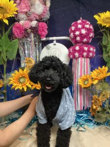 仙台ペット宿R with dogご宿泊頂きましたわんちゃんのご紹介