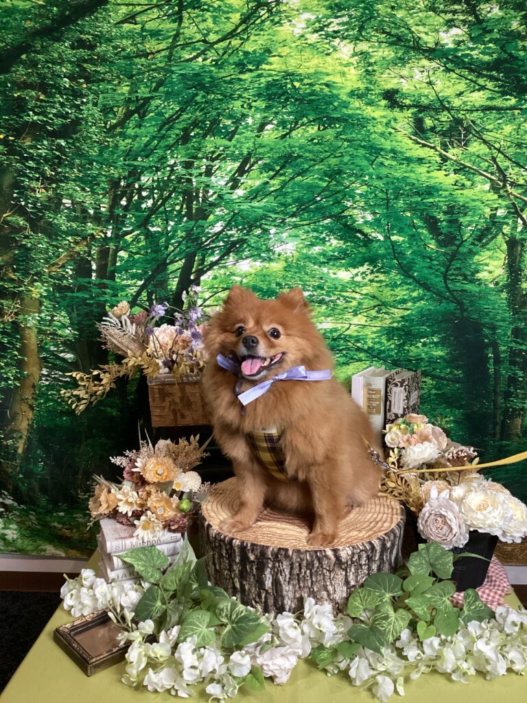 仙台ペット宿R with dog ご宿泊わんちゃんのご紹介