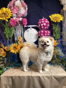 仙台ペット宿R with dogご宿泊わんちゃんのご紹介