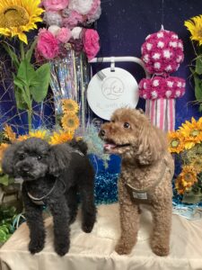 仙台ペット宿R with dogご宿泊わんちゃんのご紹介